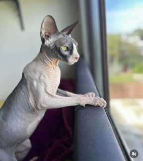 Sphynx Female - looking for her forever home