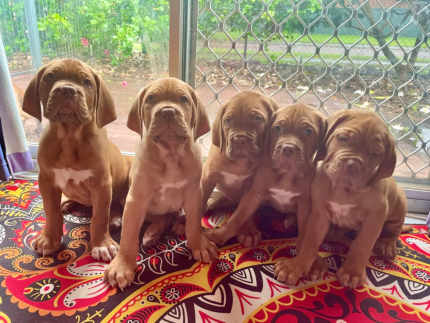 Gumtree dogue 2024 de bordeaux