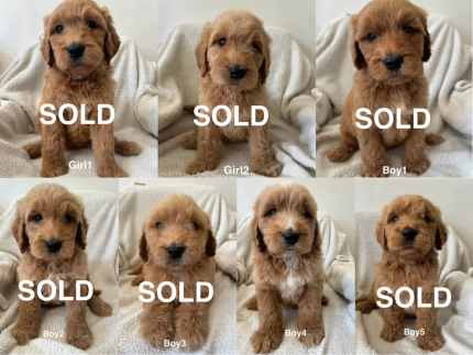 Gumtree goldendoodle sales