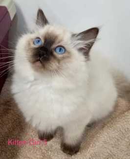 Purebred Double Coat Girls Seal and Bicolor Ragdoll Kittens 2 months o