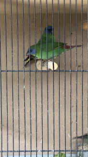 Finches For Sale (Sea Green,Tri Colour,Blue Face)