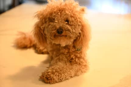 Miniature discount poodle gumtree