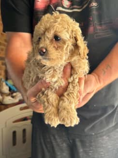 Gumtree clearance toy cavoodle