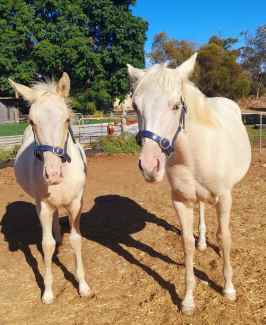 💜 Beautiful cream pally pinto filly foals available now.💜