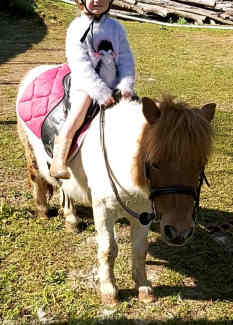 shetland pony for sale vic