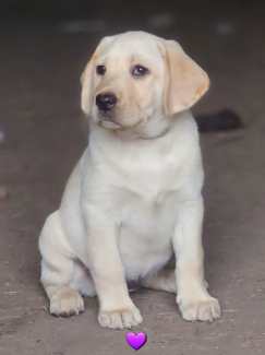💛💛Adorable Labrador Puppies 💛💛