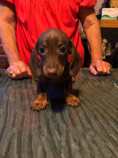 sausage dog for sale central coast