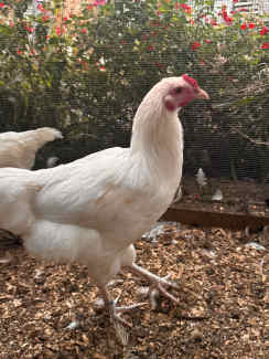 Chickens Easter eggers and Australorps for sale Burnie Tas