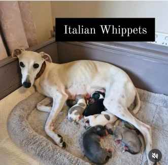 Fashion gumtree whippet puppies