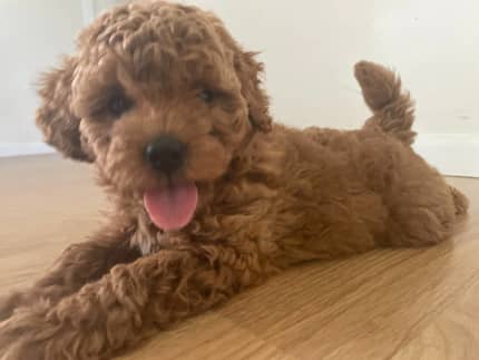 gumtree toy cavoodle