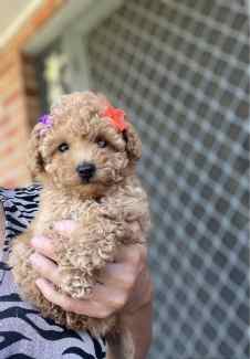 Rolly teacup hot sale puppies gumtree