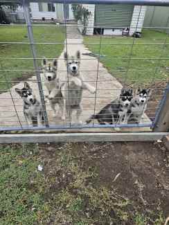 Gumtree husky for store sale