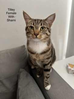 Tilley - Perth Animal Rescue inc vet work cat/kitten