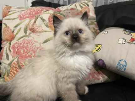Ragdoll kittens DNA tested parents 
