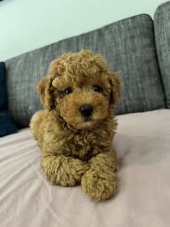 gumtree toy poodle puppies