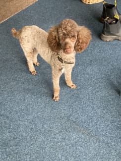 gumtree miniature poodle