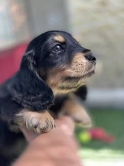 pedigree dachshund for sale