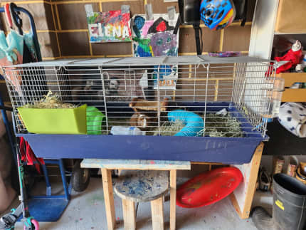 Gumtree best sale rabbit cage