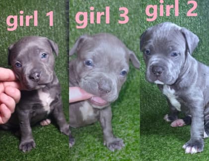 Blue staffy pups for sale sales with papers