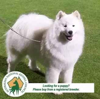 Samoyed puppies for Sale Perth (Purebred Pedigree papered)