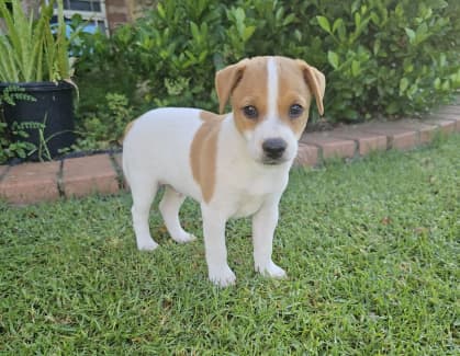 Gumtree 2024 jack russell