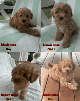 teacup poodles for sale gold coast