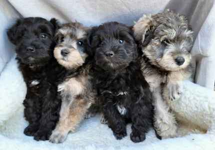 Gumtree schnoodle hot sale