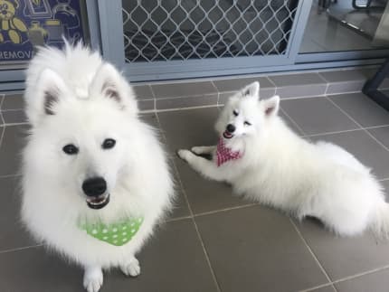 Gumtree japanese sale spitz