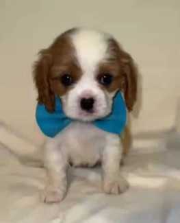 Cavalier King Charles Pups for Sale