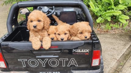 CAVOODLE BEAUTIFUL PUPPIES BOYS and GIRLS AVAILABLE