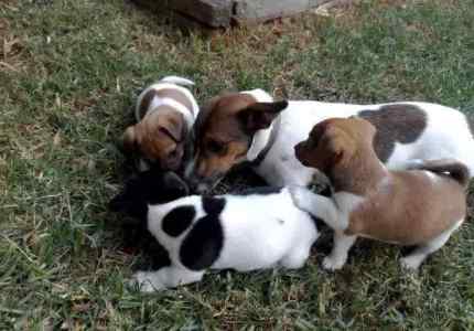 Pure Jack Russell Puppies 