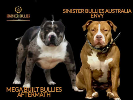 Gumtree xl hot sale bully