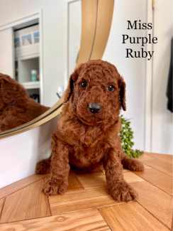 F2 Groodle puppies DEEP RICH RUBY RED 5 left DNA clear & hip scored