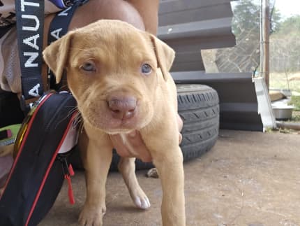 Red Nose | Dogs & Puppies | Gumtree Australia Free Local Classifieds