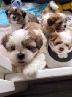 3 male shih tzu  maltese pups