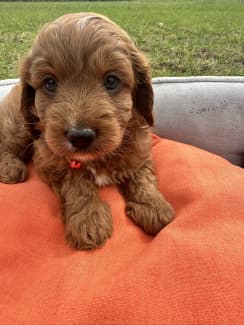 Toy sale cavoodle gumtree