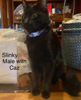 Slinky - Perth Animal Rescue Inc vet work cat/kitten