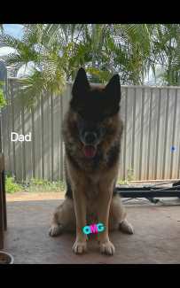 Gumtree hot sale german shepherd