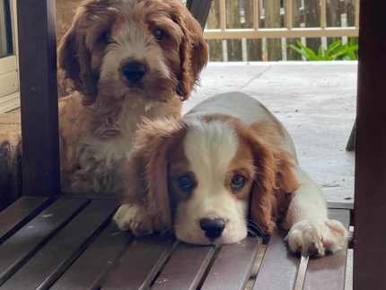 Gumtree king charles cavaliers best sale for sale