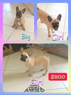 Gumtree 2024 pug puppies