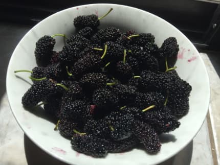 Gumtree mulberry sale