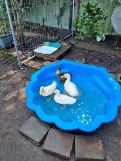 Ducks for sale - 3 white and 1 grey