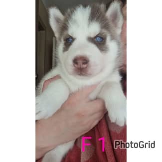 Gumtree best sale husky pups