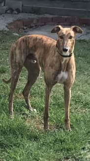 Gumtree greyhound hot sale