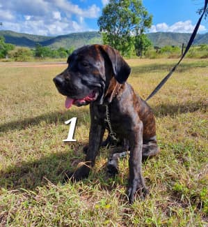 Gumtree cane hot sale corso