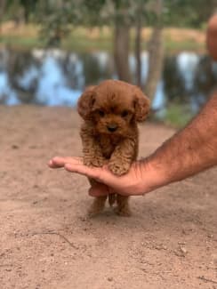 Gumtree 2024 toy cavoodle