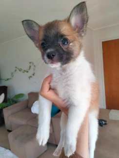 Papillon puppies best sale for sale gumtree