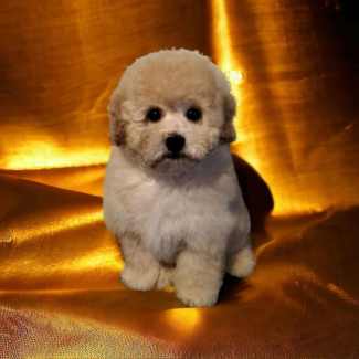 Moodle puppies for sale sales gumtree