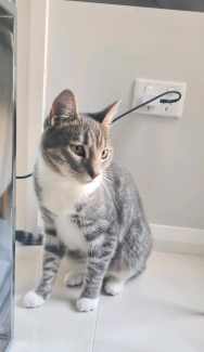 1yr old male tabby cat needing a new owner 
