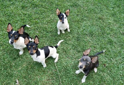 Fox terrier hot sale for sale gumtree